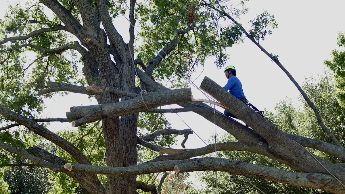 Professional Crown Thinning performed by certified arborists in Gideon